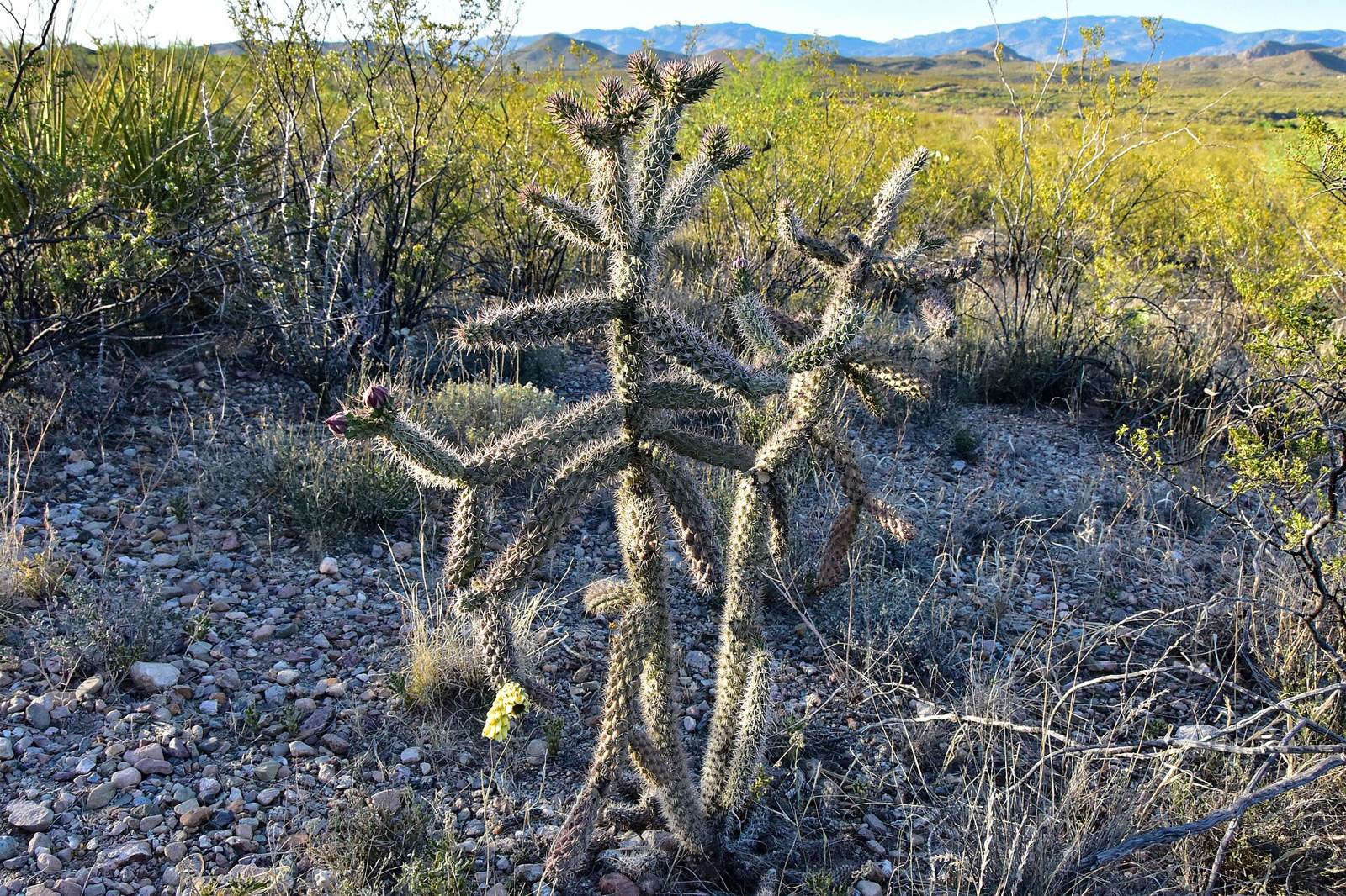 Sonoran desert landscape near Phoenix, Arizona