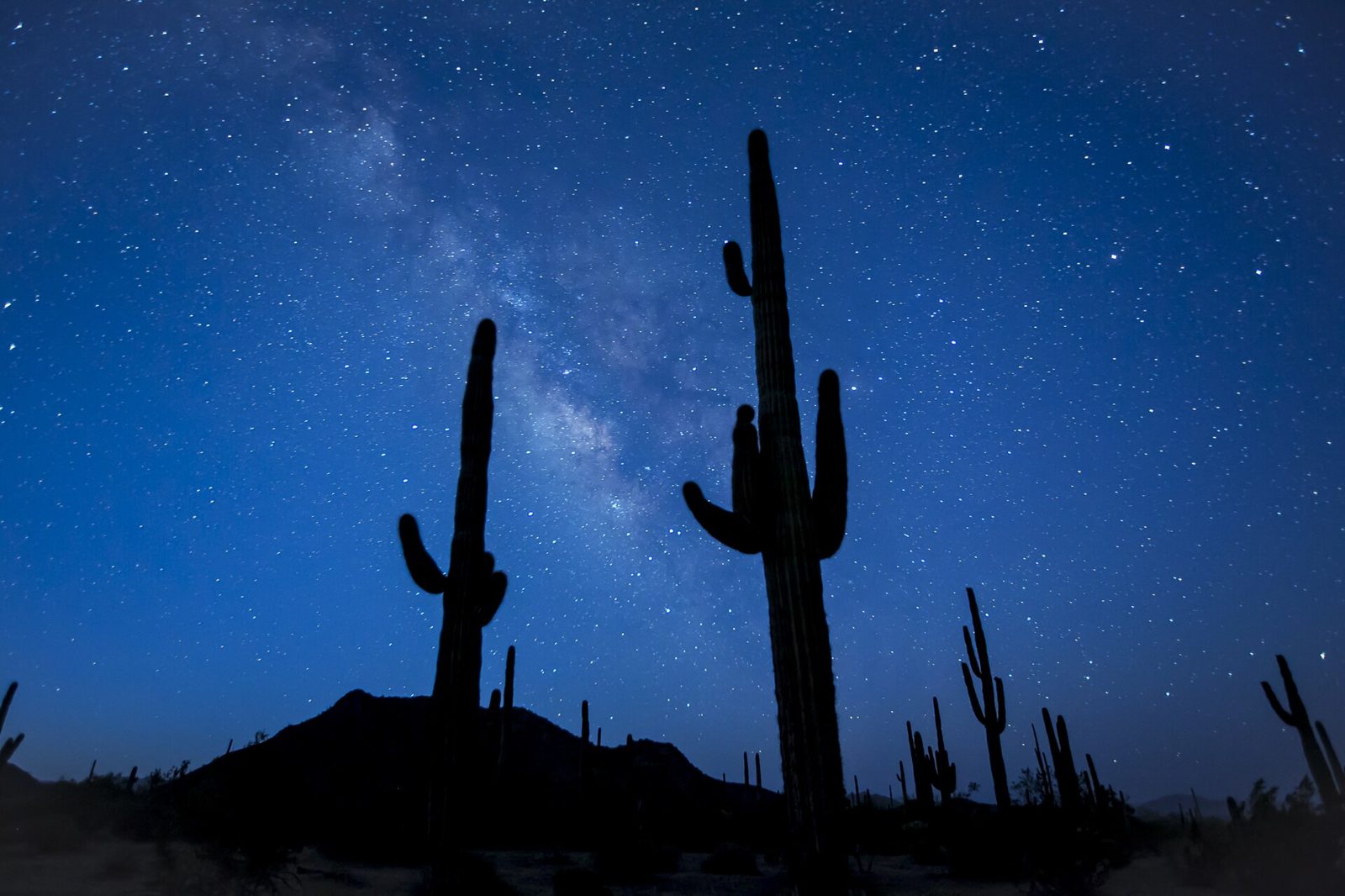 Night sky over saguaros in the Southern Arizona desert
