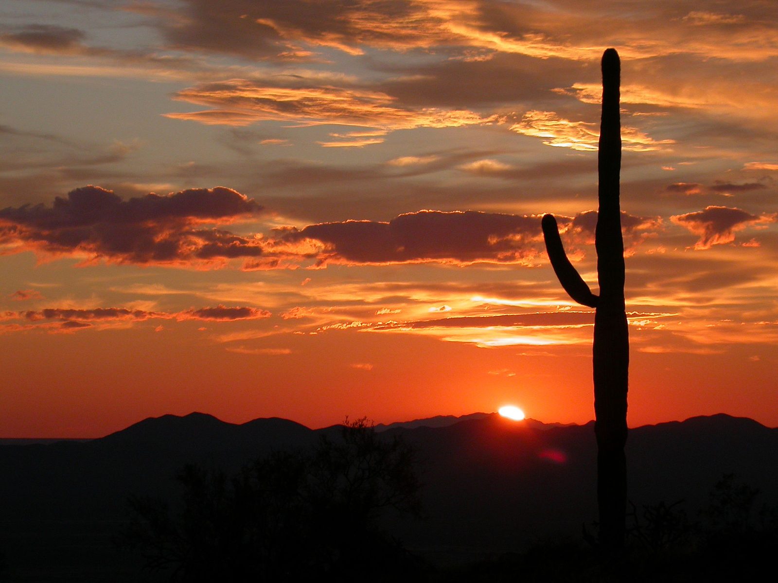 Saguaro cactus at sunset near Tucson, Arizona